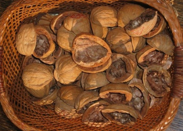 walnuts