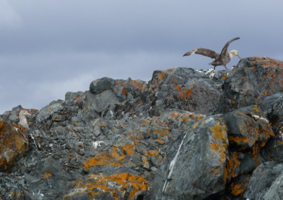giantpetrel