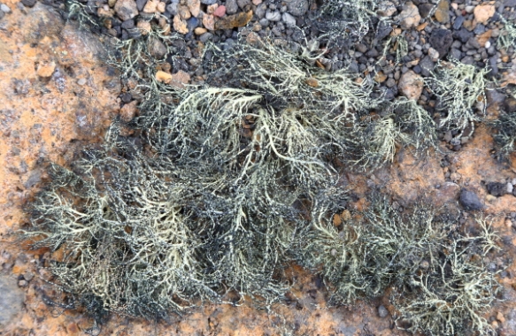 lichen