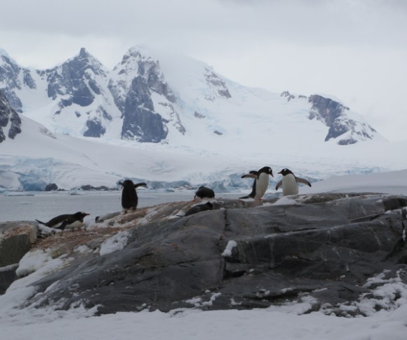 penguinsrookery