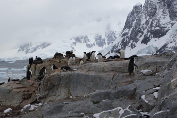 penguinsrookery3