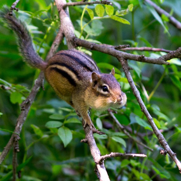 chipmunk