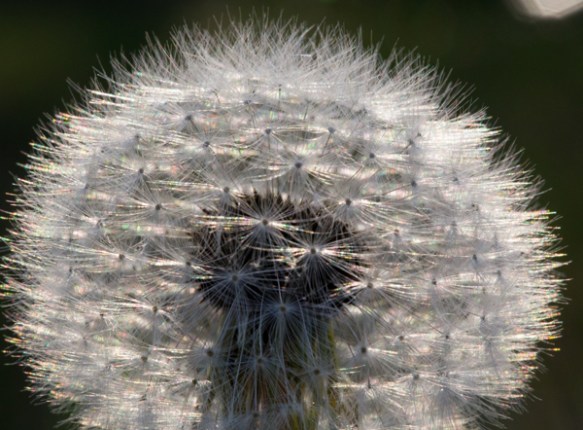 dandilion