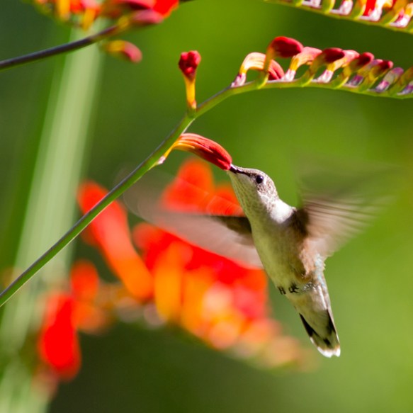 hummingbird