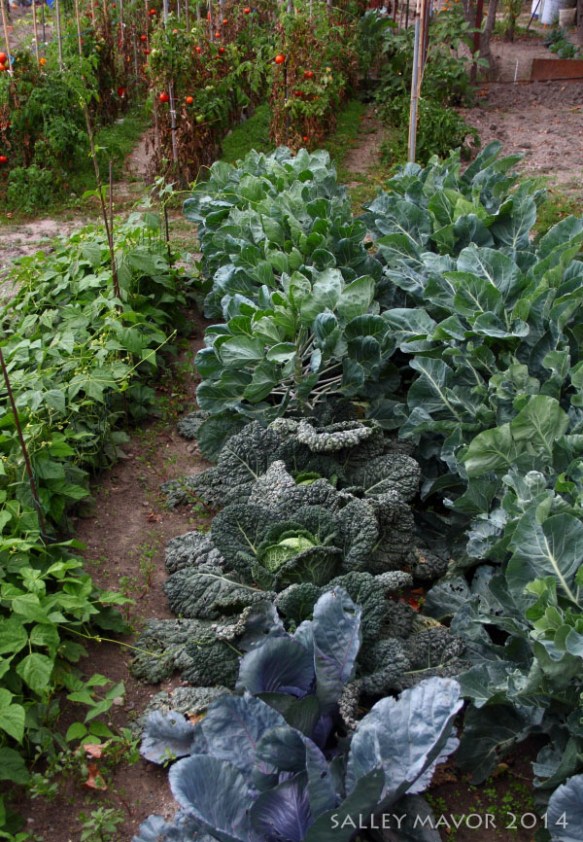 FrancegardenCastelnaudary2WM