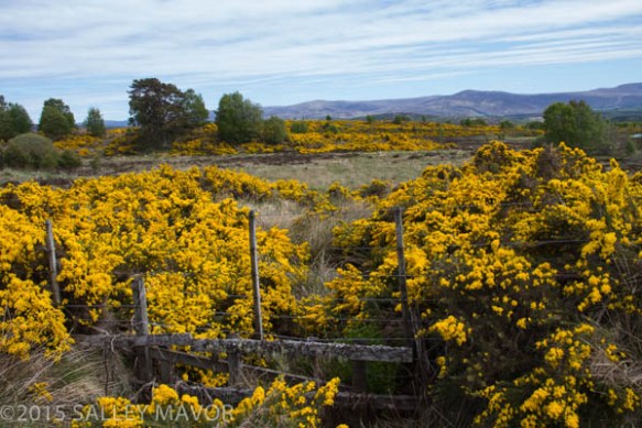 Scotlandlandscape-1-6